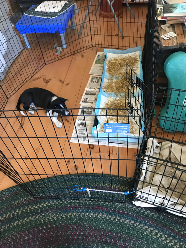 puppy apartment small